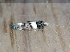 Recurvaria leucatella