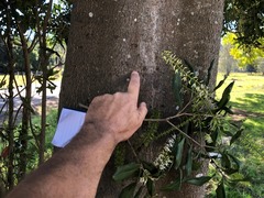Macadamia integrifolia