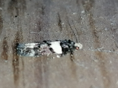 Recurvaria leucatella