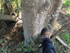 Macadamia integrifolia