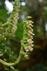 Goodyera pendula