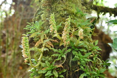 Goodyera pendula