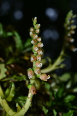 Goodyera pendula