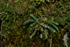 Micropolypodium okuboi