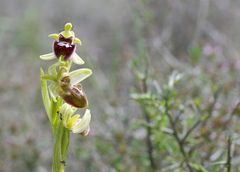 Ophrys sphegodes
