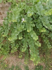 Capparis spinosa