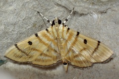 Notarcha tigrina