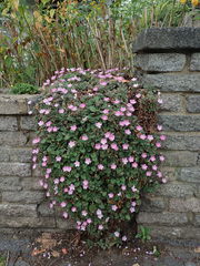 Erodium × variabile