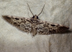 Rhimphaliodes macrostigma