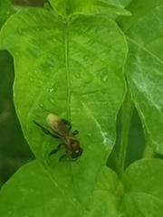 Geniotrigona thoracica