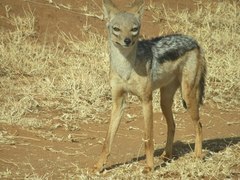 Lupulella mesomelas schmidti