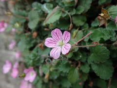 Erodium × variabile