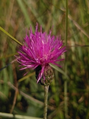Cirsium tuberosum