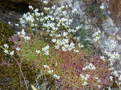 Saxifraga fragosoi