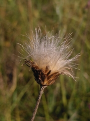 Cirsium tuberosum