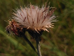 Cirsium tuberosum