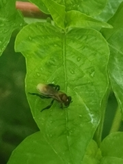 Geniotrigona thoracica