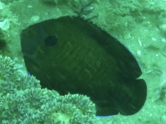 Centropyge multispinis