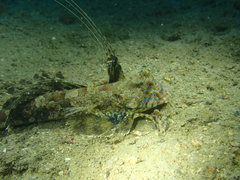 Dactylopus dactylopus