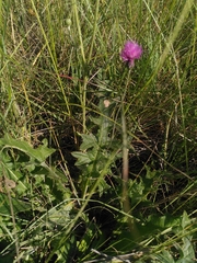 Cirsium tuberosum
