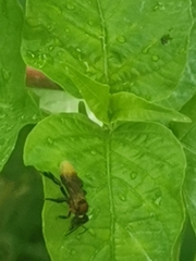 Geniotrigona thoracica