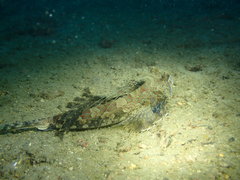 Dactylopus dactylopus