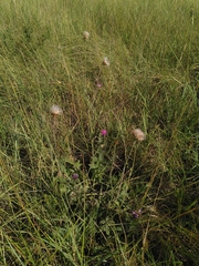 Cirsium tuberosum