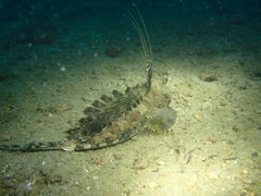 Dactylopus dactylopus