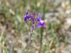 Linaria elegans