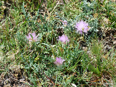 Jurinea humilis