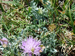 Jurinea humilis