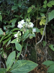Hedyotis caudatifolia