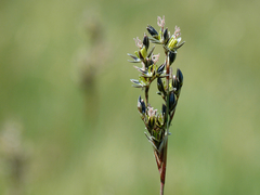 Juncus squarrosus