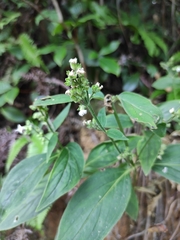 Hedyotis caudatifolia