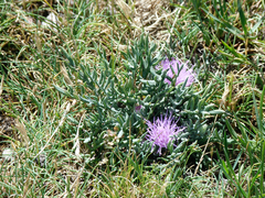 Jurinea humilis