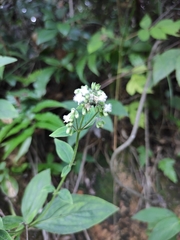 Hedyotis caudatifolia
