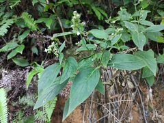 Hedyotis caudatifolia