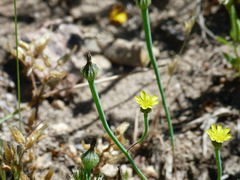 Arnoseris minima