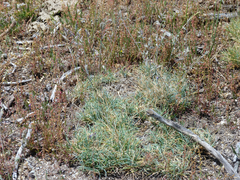 Festuca marginata