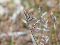Festuca marginata