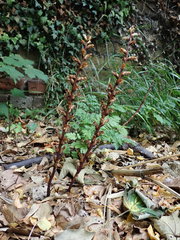 Orobanche hederae