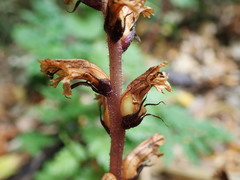 Orobanche hederae