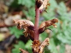 Orobanche hederae