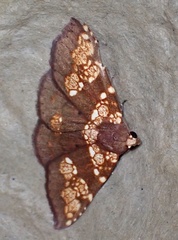 Saroba pustulifera
