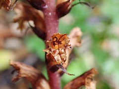 Orobanche hederae