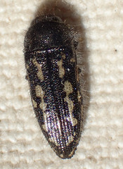 Acmaeodera retifera