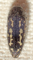 Acmaeodera retifera
