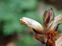 Orobanche hederae