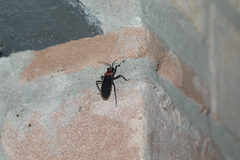 Rhiginia cinctiventris