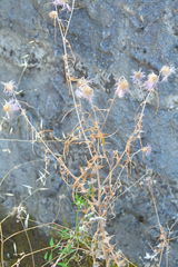 Galactites tomentosus